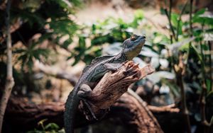 Превью обои игуана, рептилия, животное, ветка