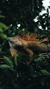 Превью обои игуана, рептилия, животное, дерево, листья