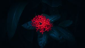 Превью обои иксора, цветок, листья, растение