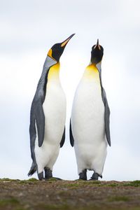 Превью обои императорские пингвины, пингвины, птицы, дикая природа