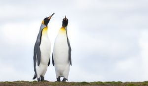 Превью обои императорские пингвины, пингвины, птицы, дикая природа