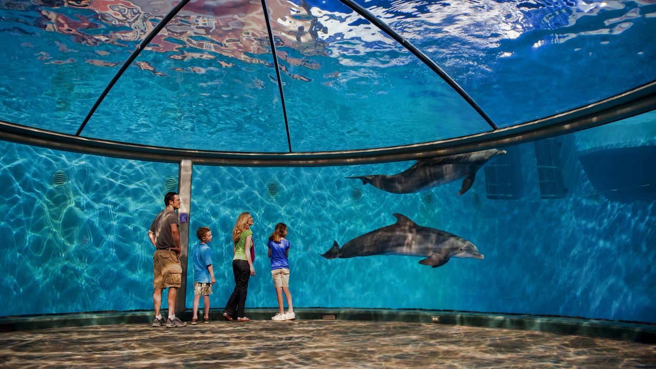 Обои indianapolis zoo, индианаполис, дельфины