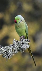 Превью обои индийский кольчатый попугай, попугай, птица, ветка