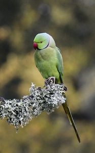 Превью обои индийский кольчатый попугай, попугай, птица, ветка