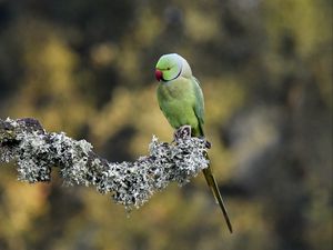 Превью обои индийский кольчатый попугай, попугай, птица, ветка