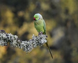 Превью обои индийский кольчатый попугай, попугай, птица, ветка