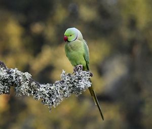 Превью обои индийский кольчатый попугай, попугай, птица, ветка