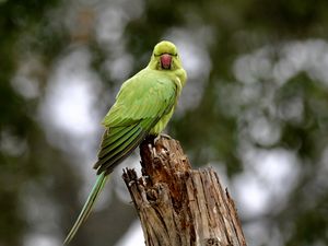 Превью обои индийский кольчатый попугай, попугай, птица, бревно