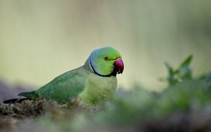 Превью обои индийский кольчатый попугай, попугай, птица, зеленый, размытие