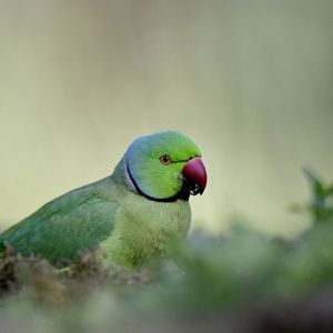 Превью обои индийский кольчатый попугай, попугай, птица, зеленый, размытие