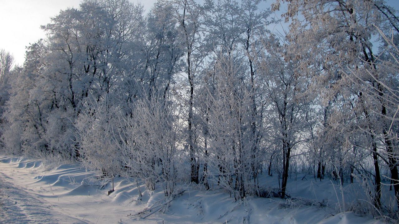 Обои иней, деревья, дорога, обочина, снег, зима