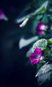 Превью обои ипомея, цветы, листья, растение, макро