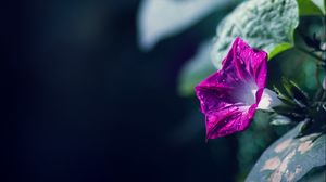 Превью обои ипомея, цветы, листья, растение, макро