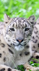 Превью обои ирбис, барс, хищник, животное, пятна, мех, взгляд