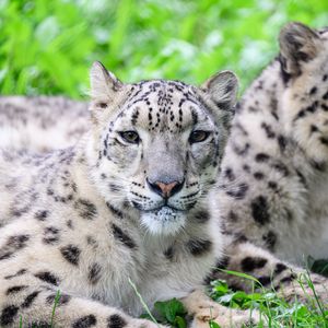 Превью обои ирбис, барс, хищник, животное, пятна, мех, взгляд