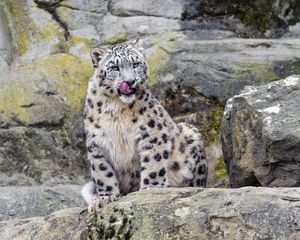 Превью обои ирбис, большая кошка, хищник