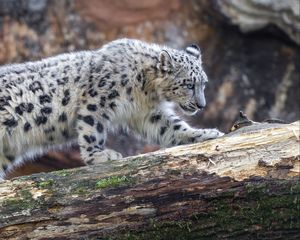 Превью обои ирбис, хищник, большая кошка, дикое животное, бревно