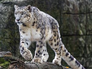 Превью обои ирбис, хищник, большая кошка, животное, лапа, бревно