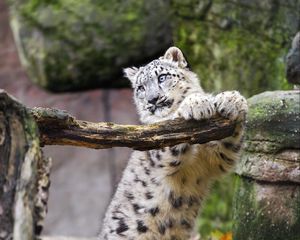 Превью обои ирбис, хищник, большая кошка, животное, поза, бревно