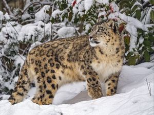 Превью обои ирбис, хищник, большая кошка, дикое животное, снег