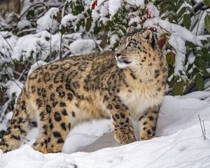 Превью обои ирбис, хищник, большая кошка, дикое животное, снег