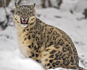 Превью обои ирбис, хищник, большая кошка, животное, оскал, снег