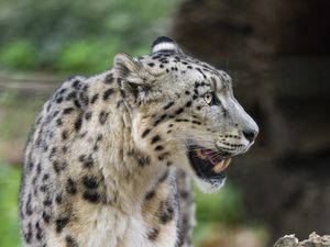 Превью обои ирбис, хищник, большая кошка, животное, оскал, камень