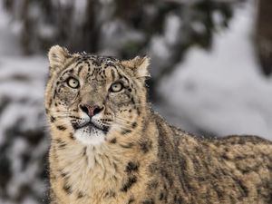 Превью обои ирбис, хищник, снег, дикая природа