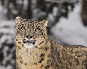 Превью обои ирбис, хищник, снег, дикая природа