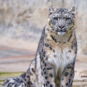 Превью обои ирбис, хищник, взгляд, большая кошка