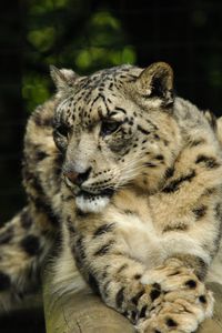 Превью обои ирбис, хищник, животное, большая кошка, поза