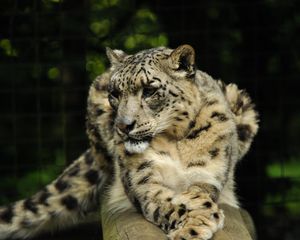 Превью обои ирбис, хищник, животное, большая кошка, поза