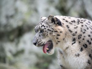 Превью обои ирбис, леопард, снежный барс, оскал, клыки