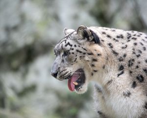 Превью обои ирбис, леопард, снежный барс, оскал, клыки