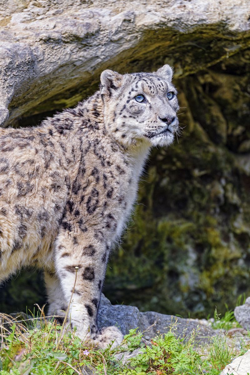 Снежный барс номер. - снежный барс (panthera uncia. Снежный барс данчурова. Гималайский ирбис. Снежный барс номер.