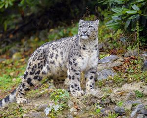 Превью обои ирбис, снежный барс, большая кошка, хищник, дикая природа