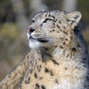 Превью обои ирбис, снежный леопард, хищник, взгляд, большая кошка