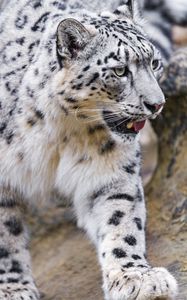 Превью обои ирбис, высунутый язык, хищник, большая кошка, животное, лапа