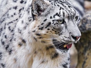 Превью обои ирбис, высунутый язык, хищник, большая кошка, животное, лапа