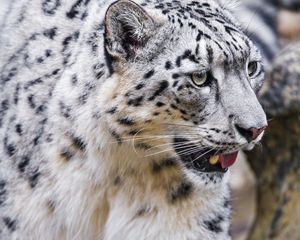 Превью обои ирбис, высунутый язык, хищник, большая кошка, животное, лапа