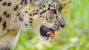 Превью обои ирбис, высунутый язык, размытие, большая кошка, животное
