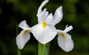 Превью обои ирис, цветок, лепестки, макро, белый