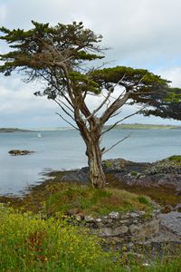 Превью обои ирландия, побережье, дерево