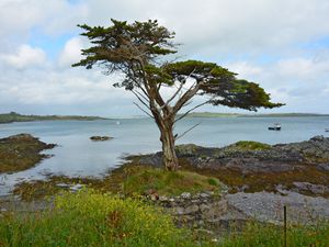 Превью обои ирландия, побережье, дерево