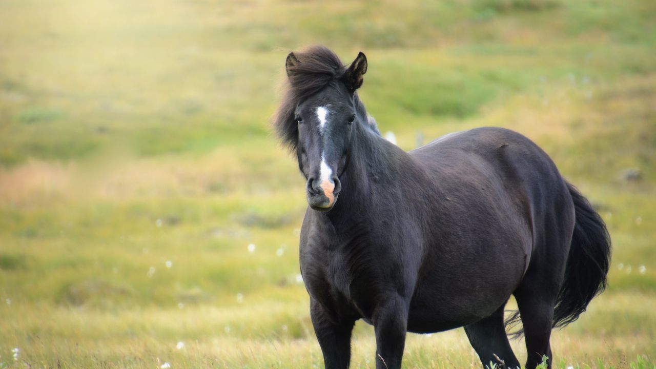 Обои исландия лошадь, кобыла, поле