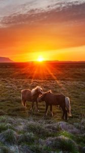 Превью обои исландия, пейзаж, закат, жеребята, лошади