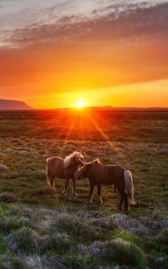 Превью обои исландия, пейзаж, закат, жеребята, лошади