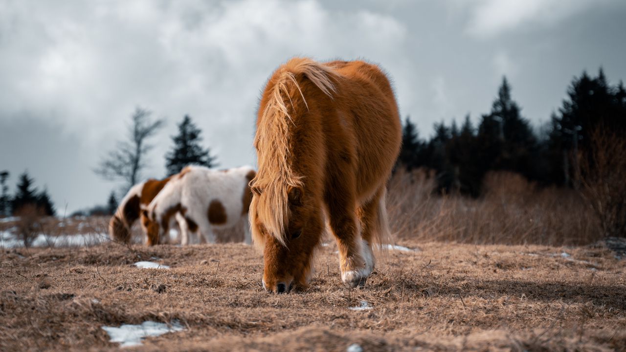 Обои исландская лошадь, лошадь, пони, пушистый, животное