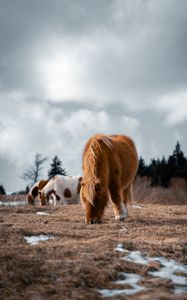 Превью обои исландская лошадь, лошадь, пони, пушистый, животное