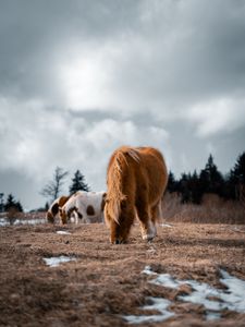 Превью обои исландская лошадь, лошадь, пони, пушистый, животное